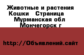 Животные и растения Кошки - Страница 2 . Мурманская обл.,Мончегорск г.